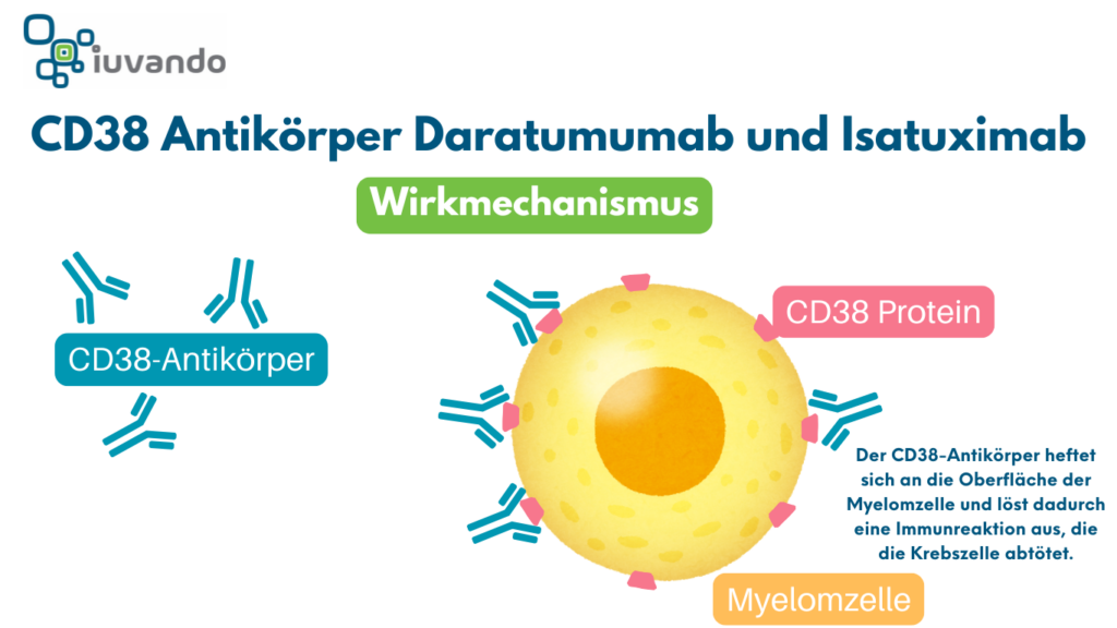 Wirkmechanismus der Antikörper Daratumumab und Isatuximab einfach dargestellt.