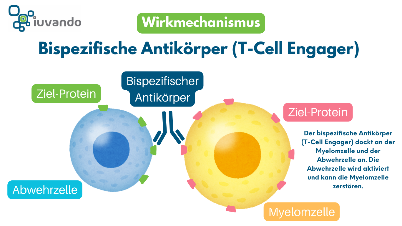 Schaubild zum Wirkmechanismus von bispezifischen Antikörpern