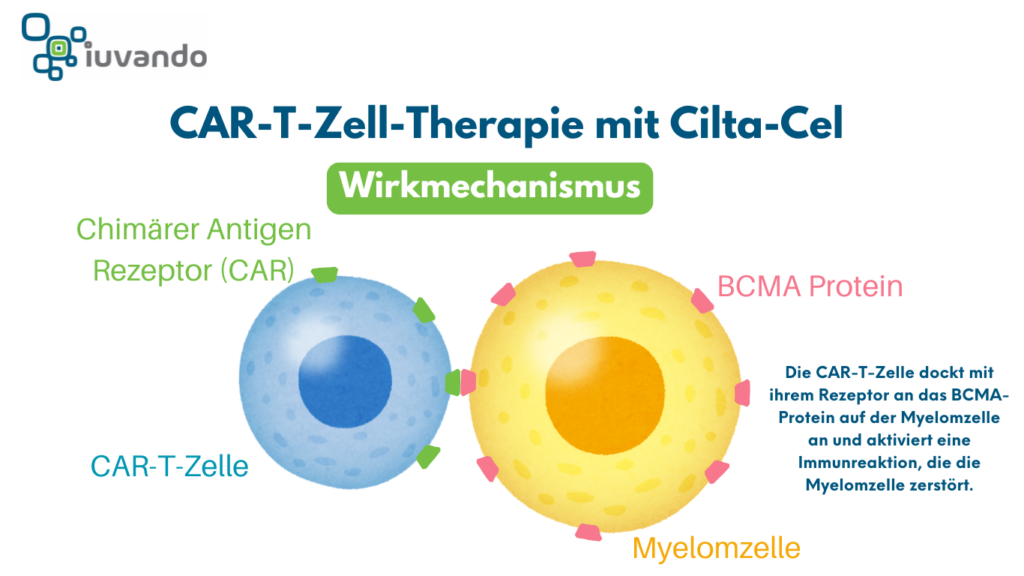 Wirkmechanismus der gegen BCMA gerichteten CAR-T-Zell Therapie mit Cilta-Cel beim Mutliplen Myelom kurz erklärt