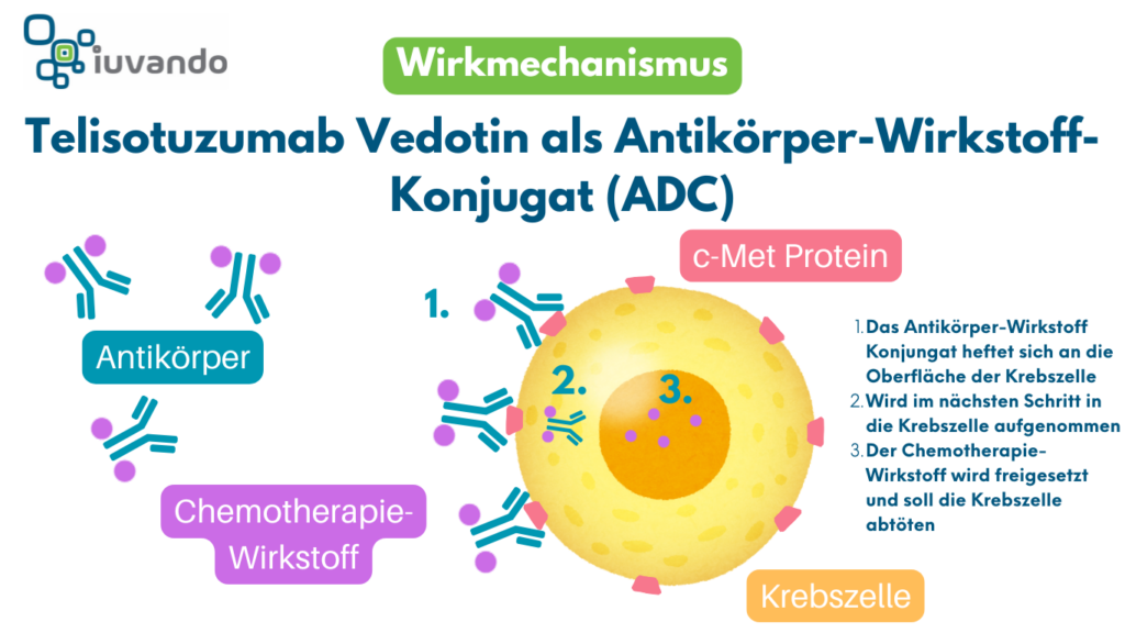 Grafik des Wirkmechanismus von Telisotuzumab Vedotin als Antikörper-Wirkstoff-Konjungat beim Lungenkrebs