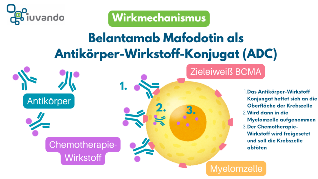 Schematische Darstellung des Wirkmechanismus von Belantamab Mafodotin beim Multiplen Myelom: Zielgerichtete BCMA-Bindung, Antikörper-vermittelte Zelltötung und Freisetzung zytotoxischer Wirkstoffe