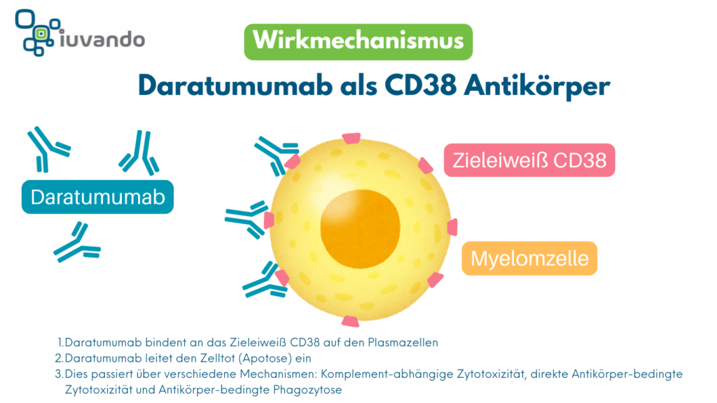 Schematische Darstellung Wirkmechanismus von Daratumumab als CD38 Antikörper beim Multiplen Myelom