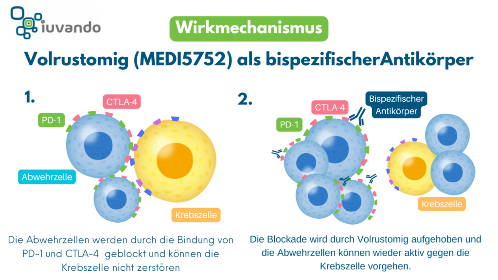 Schematische Darstellung von Volrustomig als bispezifischer Antikörper.