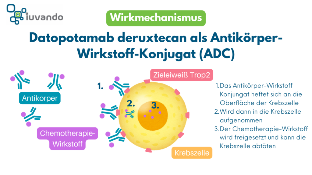 Schematische Darstellung des Wirkmechanismus von Datopotamab deruxtecan als Antikörper Wirkstoffkonjugat. Erster Schritte, Bindung des ADC an die Krebszelle. 2. Schritt Internalisierung, 3. Schritt Abtöten der Krebszelle durch Freisetzung des Wirkstoffs.