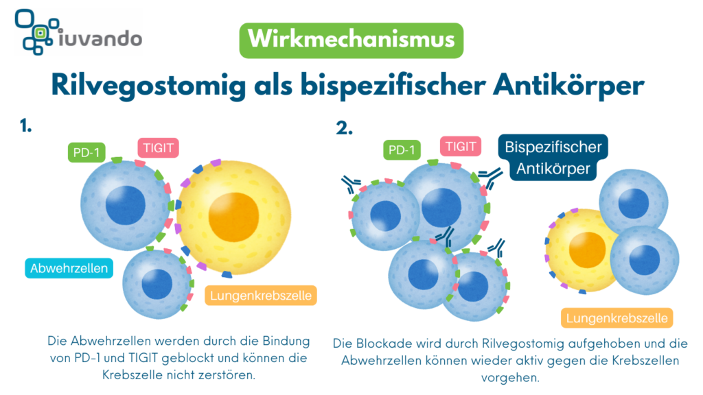 Schematische Darstellung des Wirkmechanismus von Rilvegostomig als bispezifischer PD-1 und TIGIT Antikörper beim Nicht-kleinzelligen Lungenkrebs