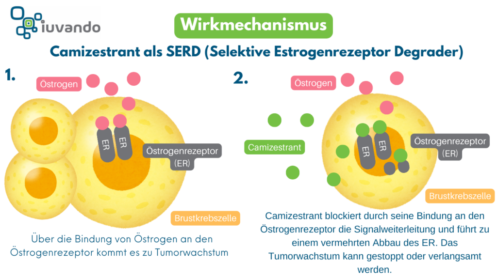 Schematische Darstellung des Wirkmechanismus von Camizestrant als SERD bei Östrogenrezeptor-positivem (ER+) Brustkrebs