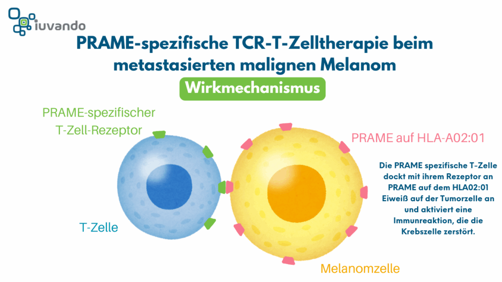 SChematische Darstellung des Wirkmechanimus der PRAME spezifischen TCR-T-Zelltherapie IMA203 beim malignen Melanom