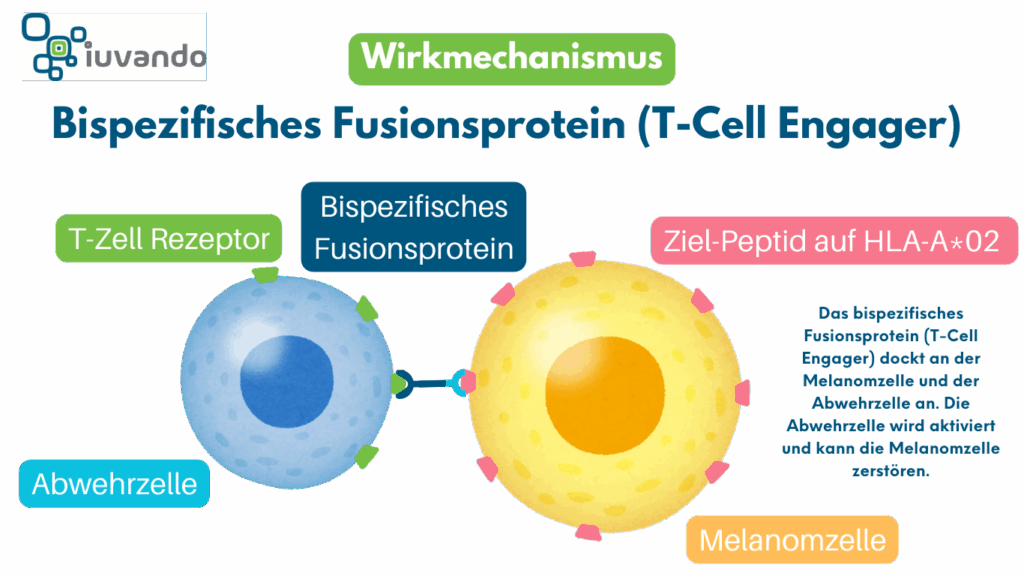 Wirkmechanismus von bispezifischen Fusionsproteinen wir Brenetafusp oder Tebentafusp beim Melanom