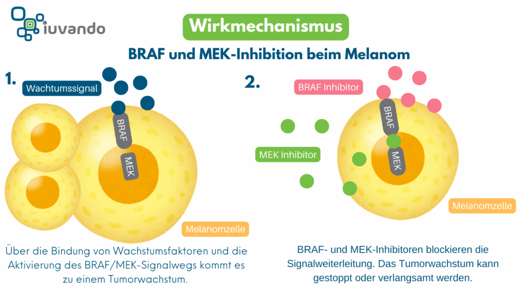 Schaubild zur BRAF- und MEK-Inhibition beim metastasierten Melanom