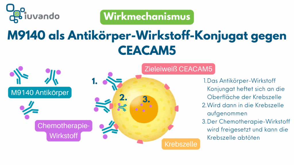 Schaubild vom Wirkmechanismus von M9140 als Antikörper-Wirkstoff-Konjugat gegen CEACAM5